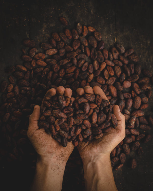 CACAO BEANS. FRUIT OF THE GODS. BLOG BY ALCHEMY SKIN AND SOUL